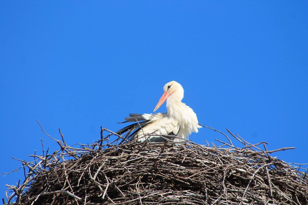 Mörbischer Storch